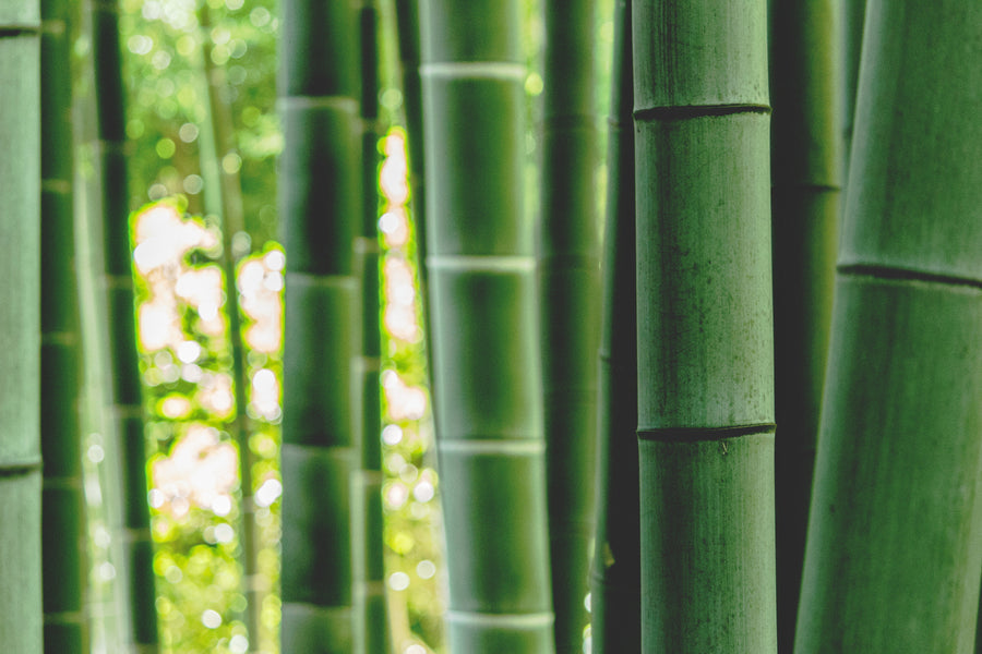 Why Bamboo Grows On You.....